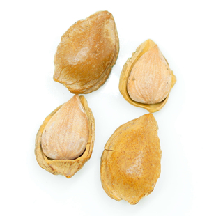 新疆特产零食坚果库车开口手剥小银杏品质小白杏核500g特价包邮