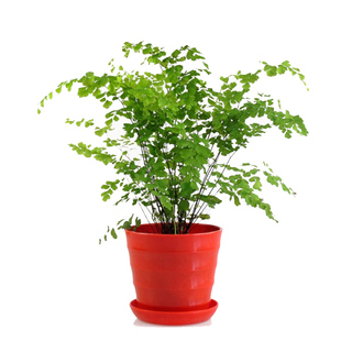 铁线蕨盆栽绿植花卉耐阴铁丝草多年生土培水培四季青观叶蕨类植物