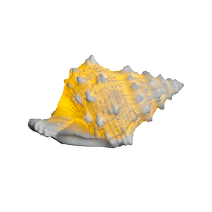 闻森家居贝壳小夜灯海胆卧室床头定时海螺发光装饰创意摆件氛围灯