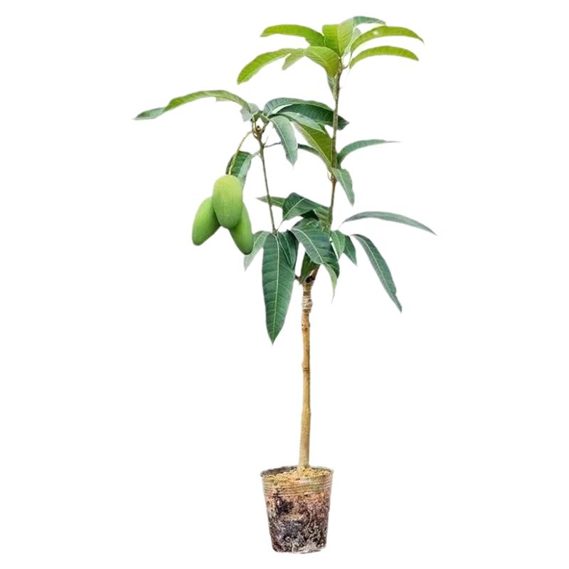 鸡蛋芒嫁接树苗贵妃金煌芒桂七芒