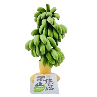 禁止蕉绿带杆小米蕉办公室桌面苹果香蕉小香蕉芭蕉新鲜包邮