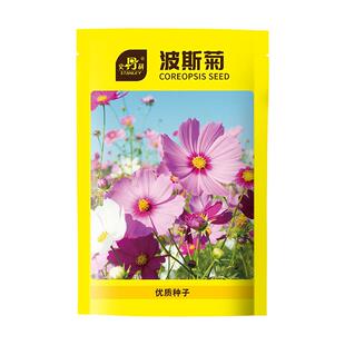 史丹利波斯菊种子格桑花籽种矮杆重瓣波斯菊花种室内盆栽四季播种