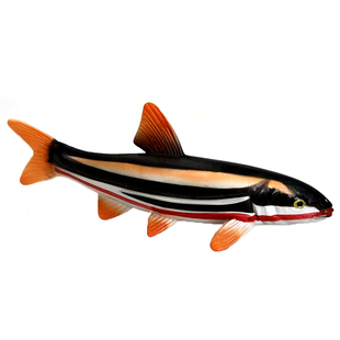 仿真海洋动物雅罗鱼食人鱼模型鲫鱼玩具河豚鲤鱼三文鱼儿童礼物