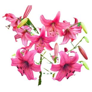 26年现货进口百合种球-老虎系 虎宝宝花饰艾米卷单百合耐寒多年生