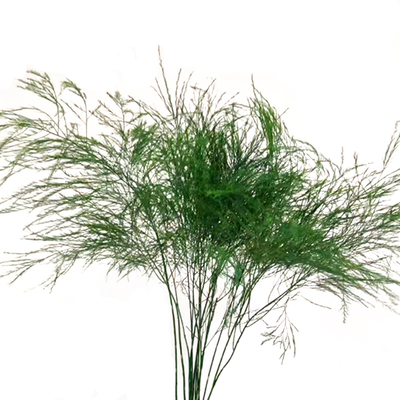 芦荀草绿色配草云南直发鲜花顺丰