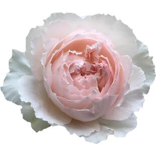 佩尔朱克月季花四季浓香灌木大花苗阳台盆栽庭院地栽切花玫瑰欧月