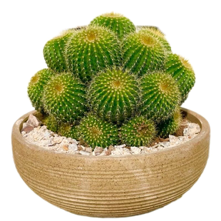 仙人球盆栽金冠大群生夏季好养阳台庭院沙生植物造景耐热耐旱黄花