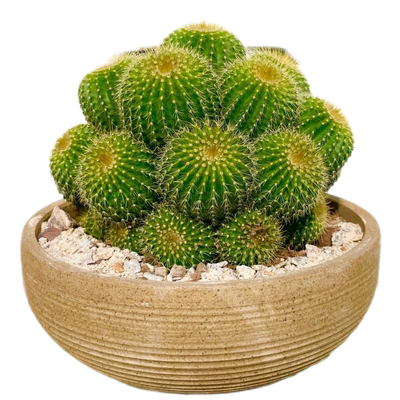 庭院阳台好养仙人球金冠