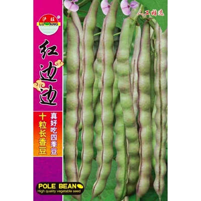 紫红架豆种子豆角种籽四季豆菜籽