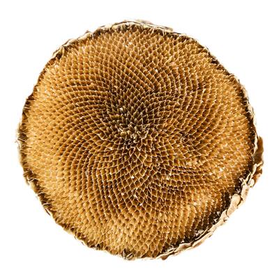 盐碱地向日葵花盘内蒙古中药材