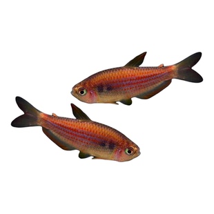 彩虹星钻灯鱼观赏鱼彩虹星钻帝王草缸鱼南美小型鱼热带观赏鱼活体