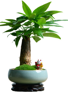 绿植办公四季常青防辐射植物客厅