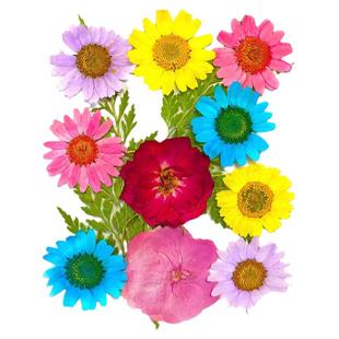 瓶子里的秋天 童年收集册干花书签手工diy材料包透明植物树叶标本塑封膜粘贴画压花玻璃瓶小学生大号创意贴纸