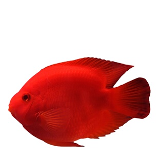 血红鹦鹉鱼苗观赏鱼财神元宝鱼风水招财鱼好养耐活淡水热带鱼大型