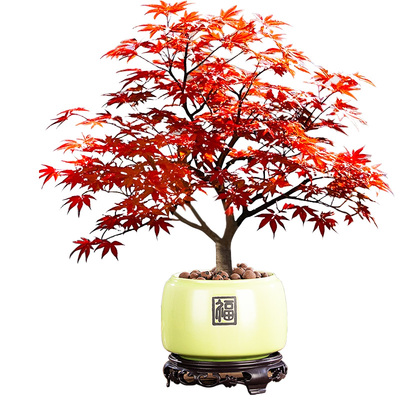 日本红枫盆景植物舞姬树苗