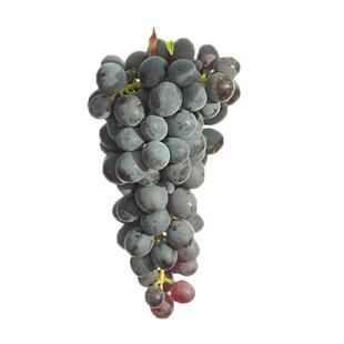 虹越葡萄苗盆栽果树果苗南北方种植红宝石美洲圆叶阳台寒香蜜巨峰