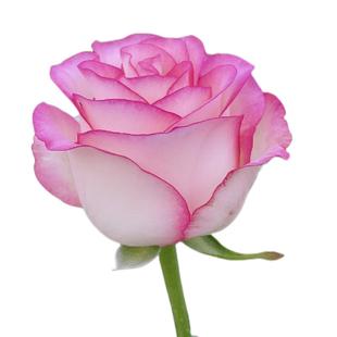 艾莎 梦露玫瑰花苗切花月季大花多季开花 朱丽叶蓝色风暴超级大花