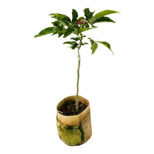 包邮品种巧克力状元红冰淇淋果苗白柿苗果树苗南方种植原盆土庭院
