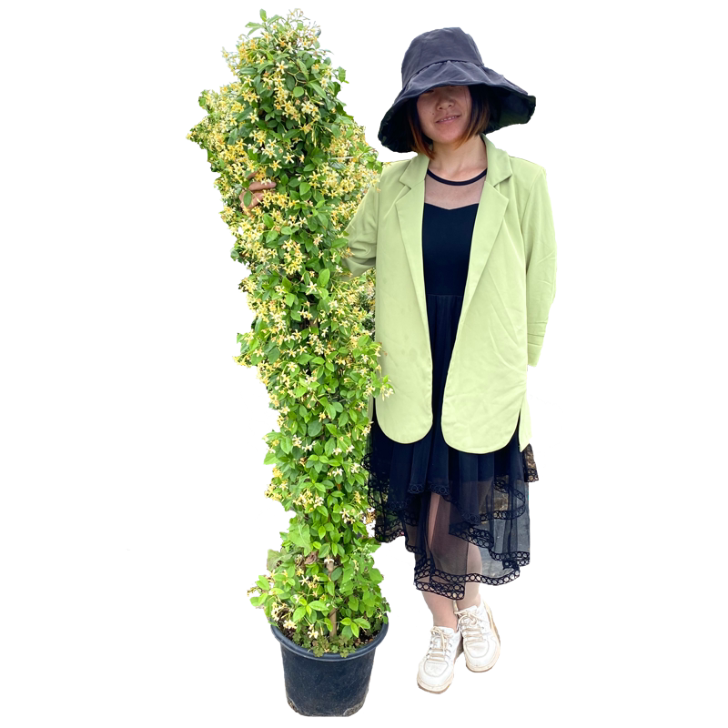 风车茉莉爬藤植物阳台盆栽好养络石藤浓香垂丝爬藤花庭院耐寒耐热