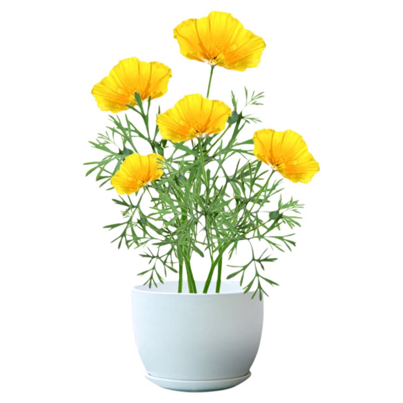 花菱草种子四季易种露天花海景观绿化花种籽庭院阳台洋丽春种孑