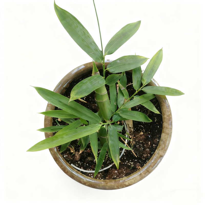 箬竹庭院花园别墅竹子苗大叶竹粽子叶四季常青不落叶耐寒耐旱植物