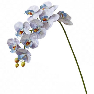 ladylike高端逼真仿真蝴蝶兰花花束简约ins假花仿真花摆设