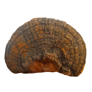 桑黄 东北特产500g 长白山桑黄菌茶桑黄灵芝泡茶非西藏桑黄包邮