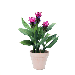 海蒂的花园旗舰店姜荷花种球多年生花期长耐热花卉球根全国可种