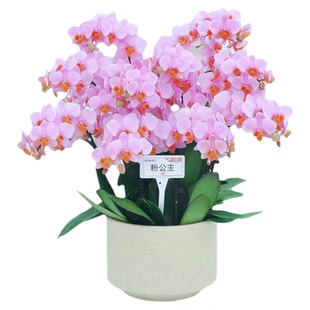 【红茶 甜橙 朝日出云】台湾正版稀有品种蝴蝶兰 顺丰包邮