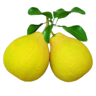 梅州沙田柚梅县金柚50斤40斤