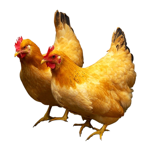 杨博士土鸡农家散养老母鸡走地鸡皖南深山散养新鲜现杀生鲜鸡整只