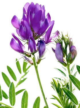 紫花苜蓿种子鱼草种籽高产牧草籽