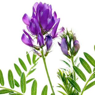 紫花苜蓿种子鱼草种籽喂猪牛羊兔鸡鸭鹅多年生四季高产牧草籽种子