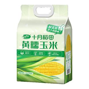 十月稻田黄糯玉米棒白黑糯粘甜软新鲜早餐苞米东北真空袋包装