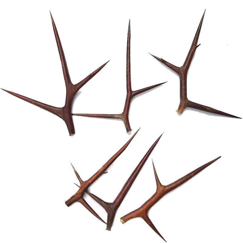 秦岭天然皂角刺500g野生皂角皂刺中药材中草药天丁纯刺棍刺红大刺