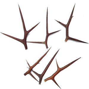 皂角刺中药材云南皂角刺