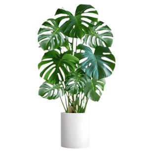 龟背竹客厅大盆栽室内净化空气老桩办公室落地盆景懒人四季好养活