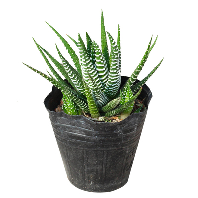 条纹十二卷多肉植物芦荟桌面绿植