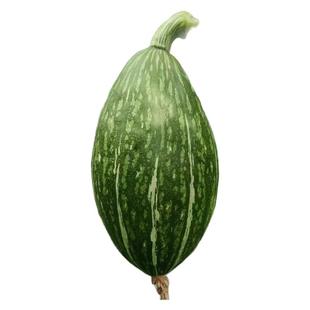 北京农科院橄榄贵妃南瓜种子甜面瓜板栗籽四季春季秋冬季水果种孑