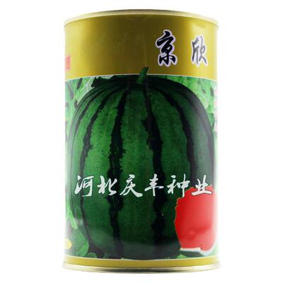 京欣特大超甜耐低温抗病西瓜种子