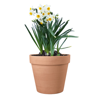 海蒂的花园漳州水仙种球花盆栽水养水培盆冬季室内阳台开花有香味