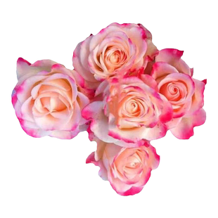 折射泡泡多头玫瑰花苗多季开花阳台庭院微型月季抗病盆栽花卉植物