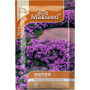 匍匐百里香种子种苗地被型流动花毯防杂草石板缝隙绿化香草C165