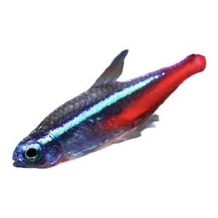 热带鱼小型观赏鱼淡水鱼红绿灯斑马鱼孔雀黑尾大勾小金鱼好养耐活