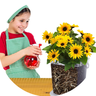 向日葵种孑儿童种植盆栽凤仙花种籽套装学生实验种植物太阳花种子