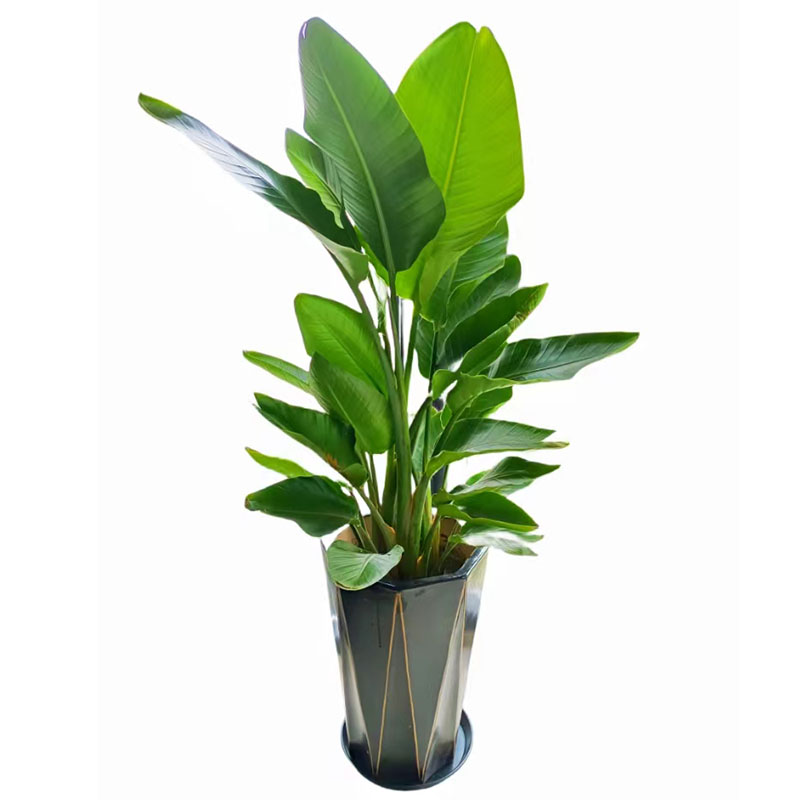 客厅大叶绿植天堂鸟包送货