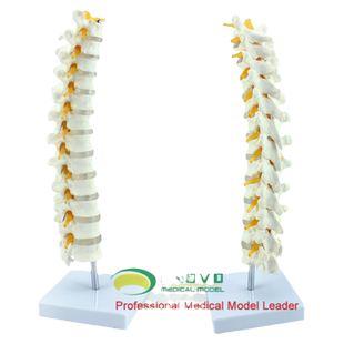 ENOVO医学1:1人体胸椎模型 脊椎腰椎颈椎胸椎正骨骨科骨骼标本上海thoracic vertebra  脊柱胸段人体骨骼器械