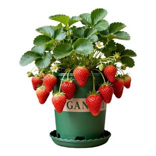 草莓苗秧盆栽带果带盆四季奶油草莓秧苗特大号玄玉红颜丹东99新苗