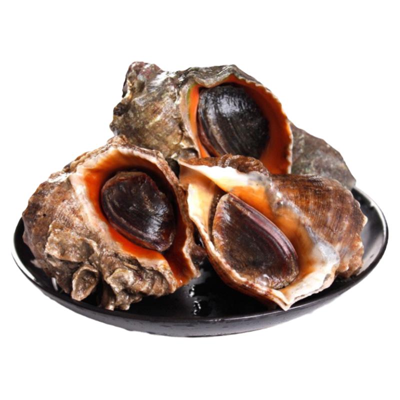 鲜活青岛贝壳类斤装包邮海鲜水产