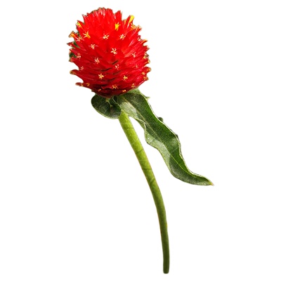 种子易活四季开花盆栽庭院千日紫